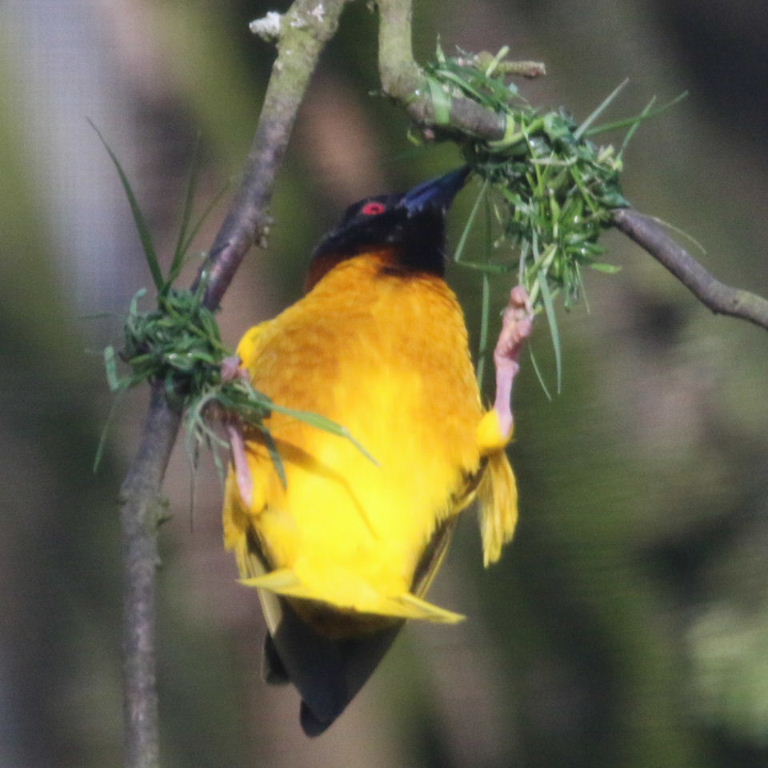 Village Weaver building nest