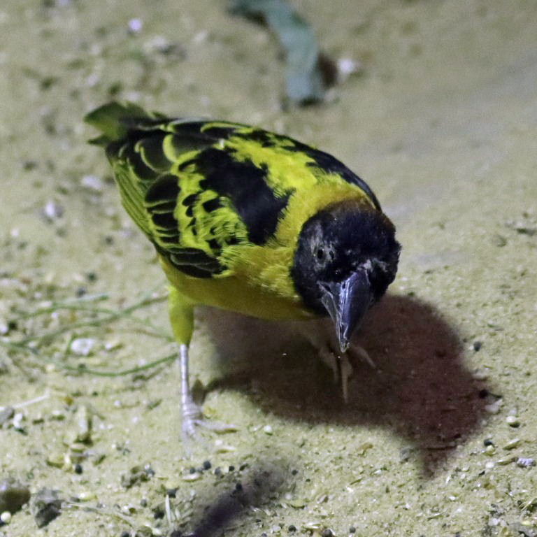 Village Weaver Bohndorffi