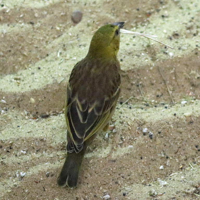 Village Weaver Bohndorffi