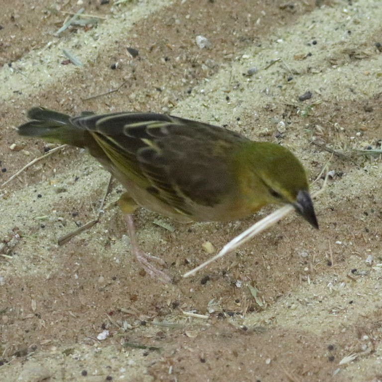 Village Weaver Bohndorffi