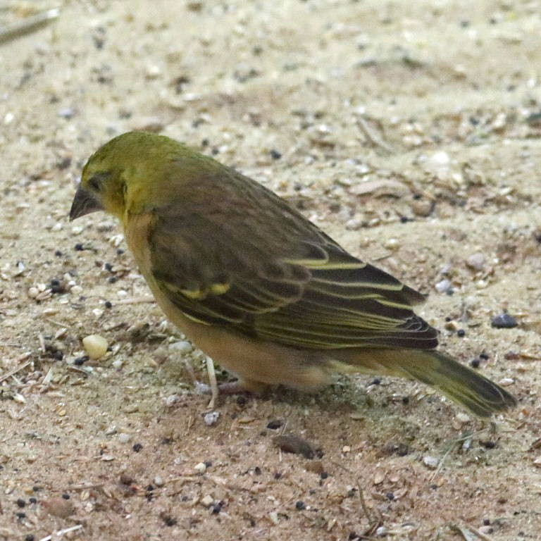 Village Weaver Bohndorffi