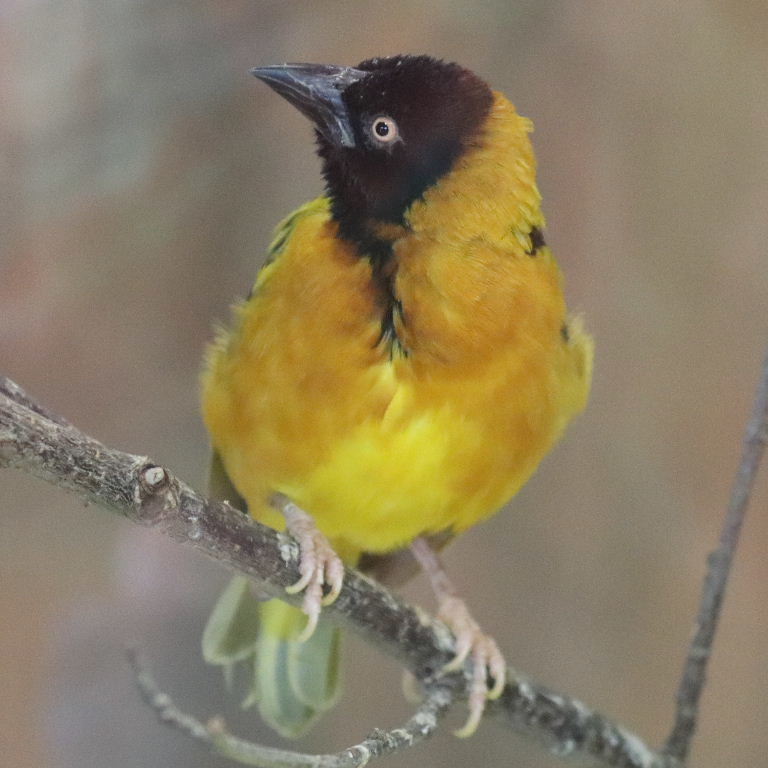 Village Weaver Bohndorffi