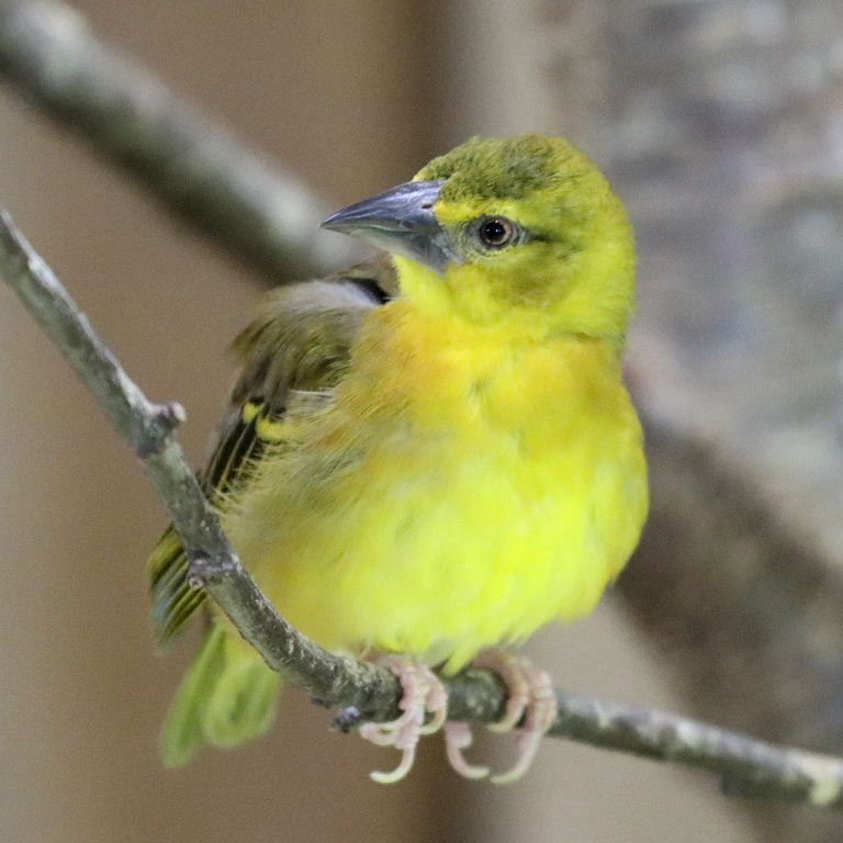 Village Weaver Bohndorffi