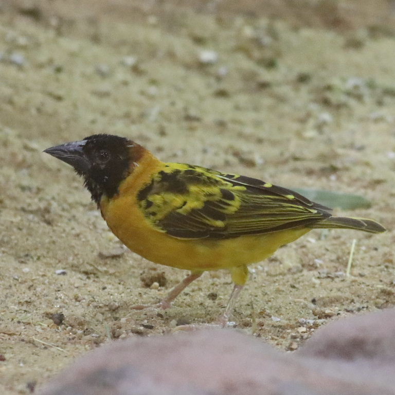Village Weaver Bohndorffi