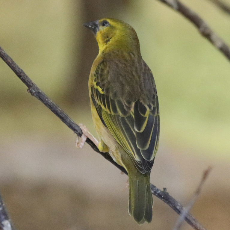 Village Weaver Bohndorffi
