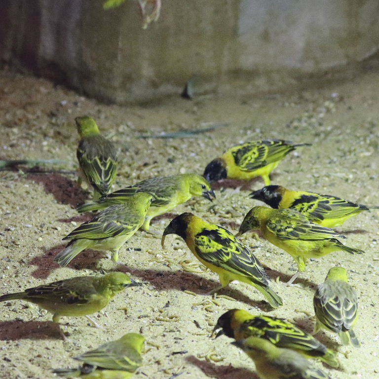 Village Weaver Bohndorffi