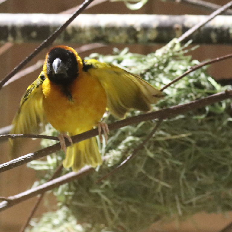 Village Weaver Bohndorffi