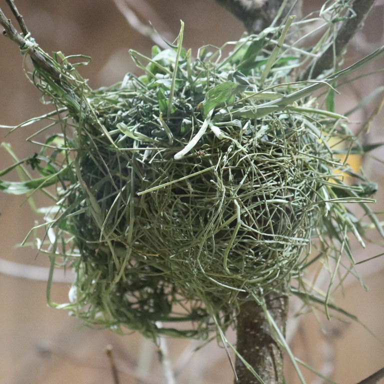 Village Weaver Bohndorffi