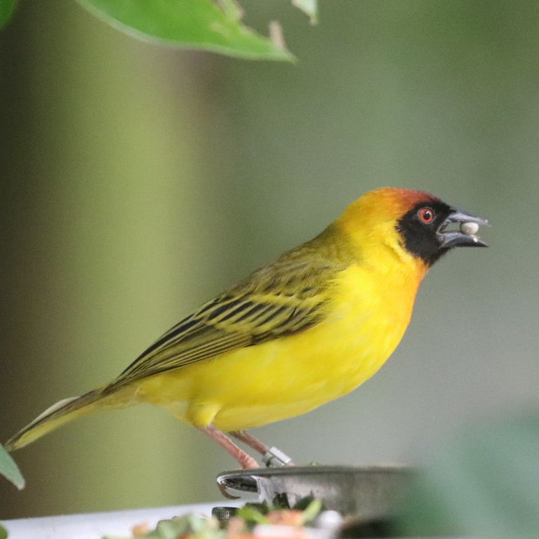Vitelline Masked Weaver
