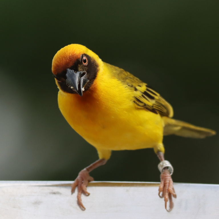 Vitelline Masked Weaver