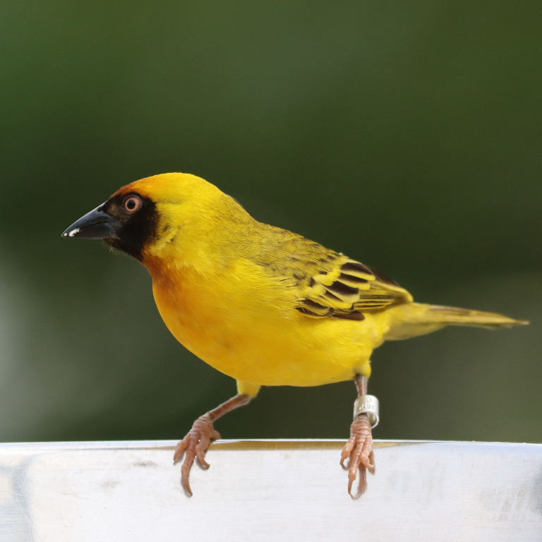 Vitelline Masked Weaver