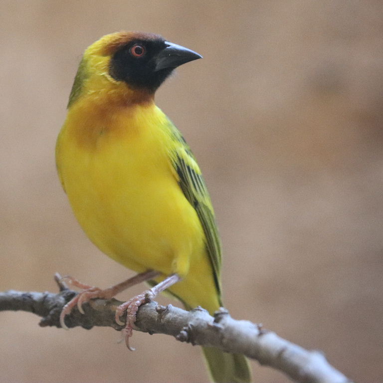 Vitelline Masked Weaver
