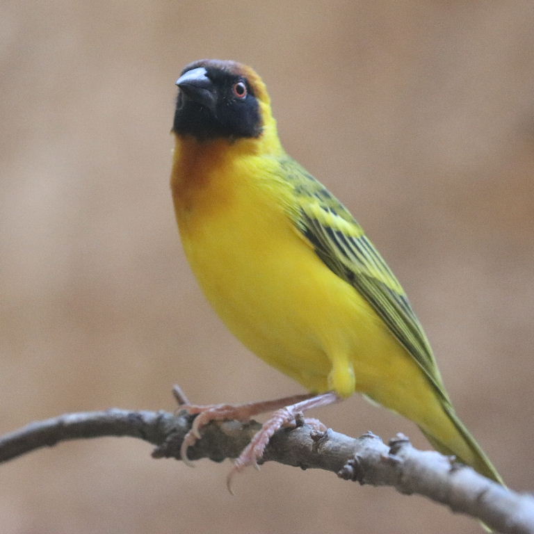 Vitelline Masked Weaver