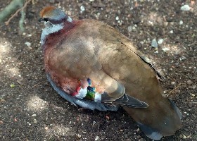 Brush Bronzewing Pigeon
