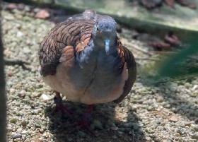 Bar-shouldered Dove