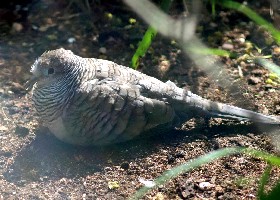 Peaceful Dove