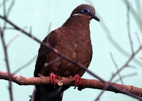 White-eared Brown Dove