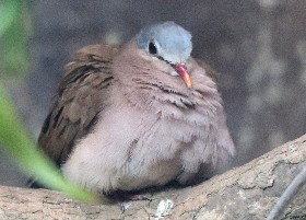 Blue-spotted Wood Dove