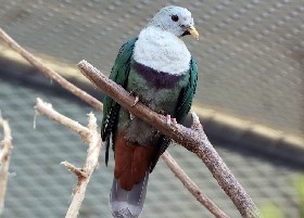 Black-chinned Fruit Dove