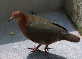Santa Cruz Ground Dove