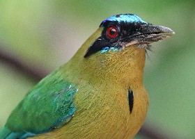 Amazonian Motmot