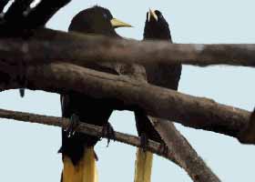 Crested Oropendola