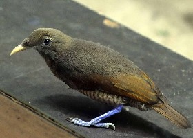 King Bird of Paradise