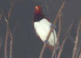 King Bird of Paradise