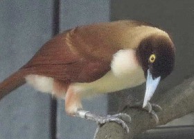 Lesser Bird of Paradise