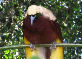 Lesser Bird of Paradise