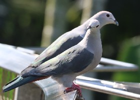 Blue-tailed/Elegant Imperial Pigeon