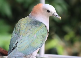 Chestnut-naped Imperial Pigeon