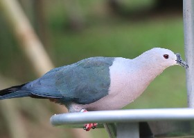 Pacific Imperial Pigeon