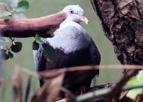 Spotted Imperial Pigeon