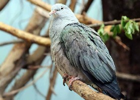 Spotted Imperial Pigeon