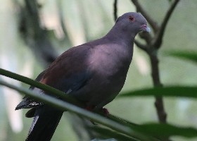 Maranon/Peruvian Pigeon