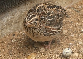Common Quail