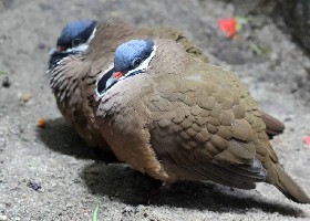 Blue-headed Quail-dove