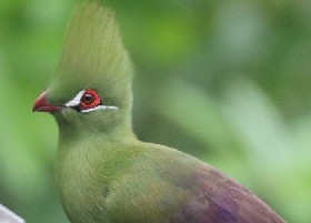 Green or Guinea Turaco