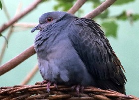 Dusky Turtle Dove
