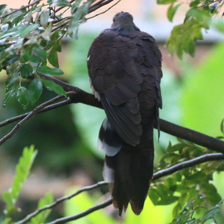 Barred Cuckoo-dove
