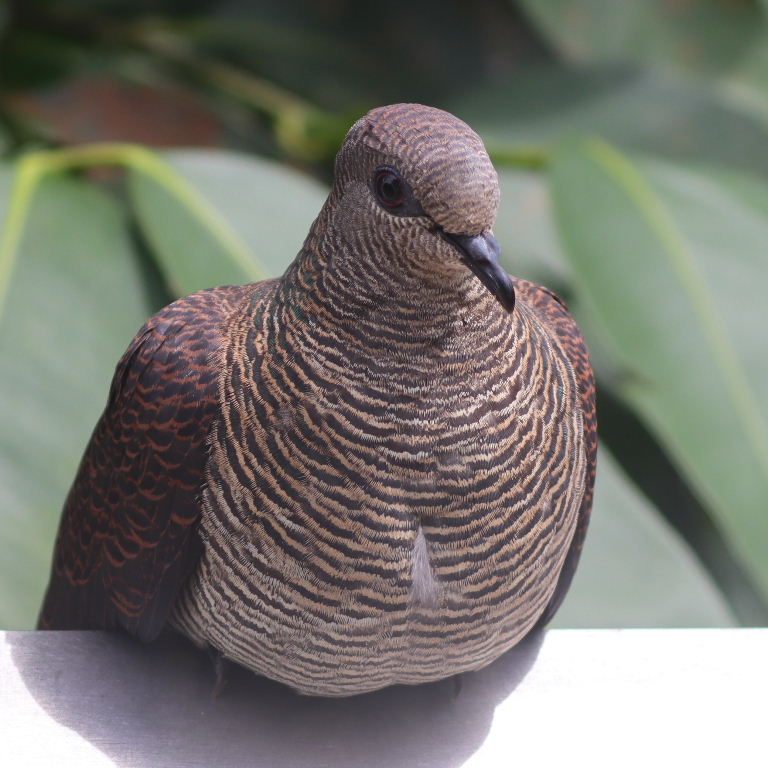 Barred Cuckoo-dove