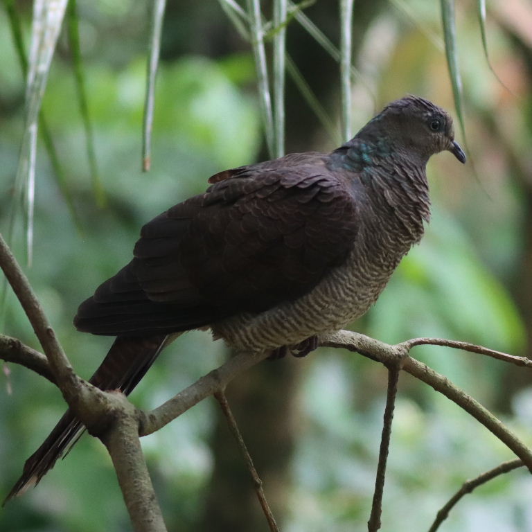 Barred Cuckoo-dove