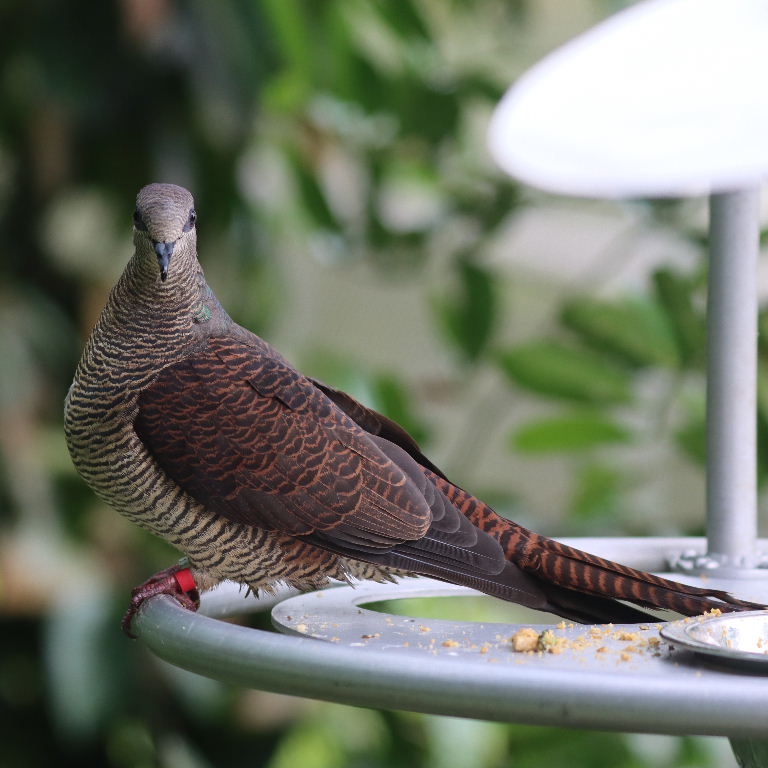 Barred Cuckoo-dove