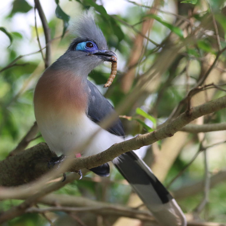Crested Coua