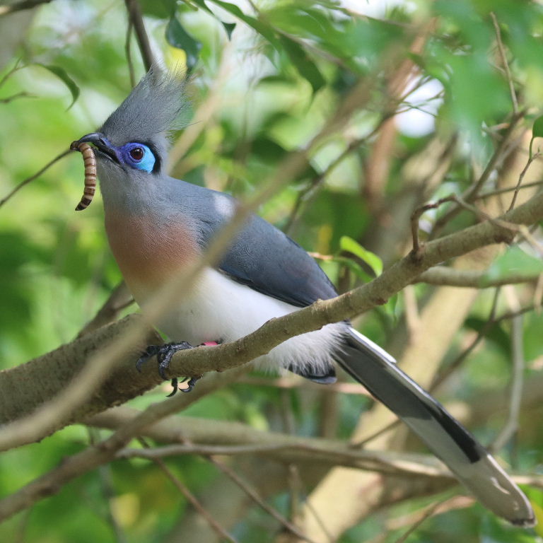 Crested Coua
