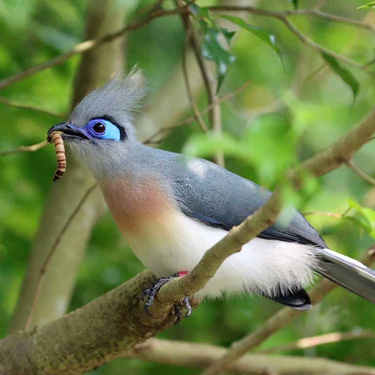 Crested Coua