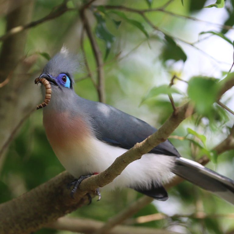 Crested Coua