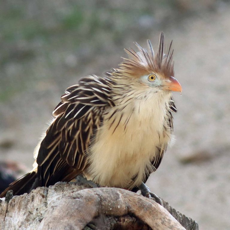 Guira Cuckoo