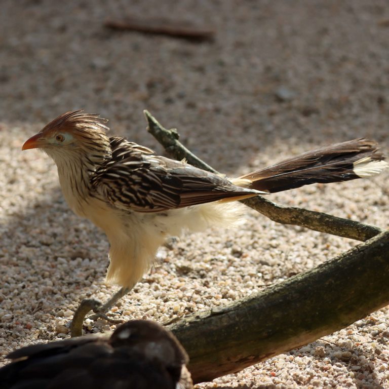 Guira Cuckoo